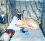 baby harley in her crate