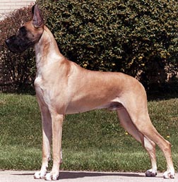 the handsome chase-sire of harley's first litter