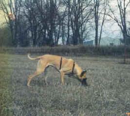 coral in action